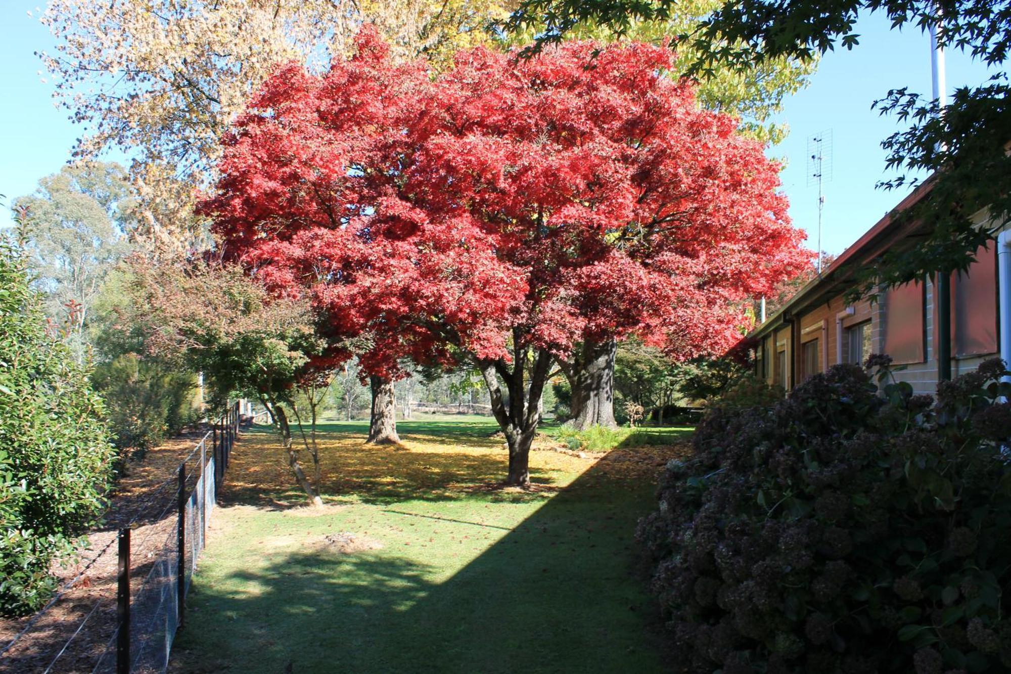 Buffalo Motel And Country Retreat Porepunkah Bagian luar foto